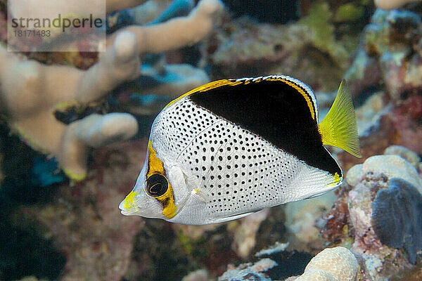 Der Tinker-Falterfisch (Chaetodon tinkeri) wurde erstmals auf Hawaii  USA  entdeckt; Hawaii  Vereinigte Staaten von Amerika