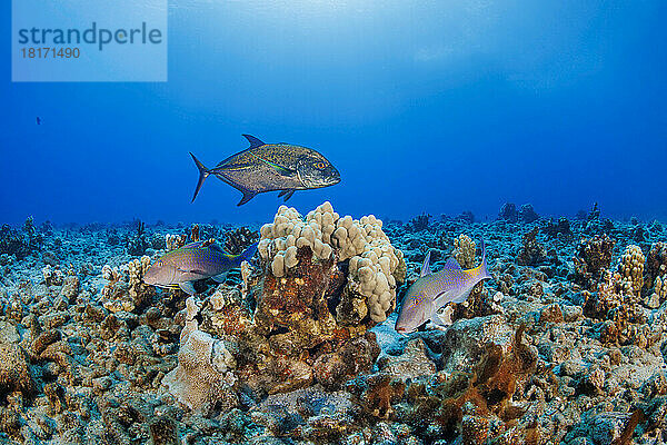 Diese Blaue Stachelmakrele (Caranx melampygus) und zwei Blaue Ziegenfische (Parupeneus cyclostomus) haben in den Korallen Beute gemacht und arbeiten zum Nutzen aller zusammen; Hawaii  Vereinigte Staaten von Amerika