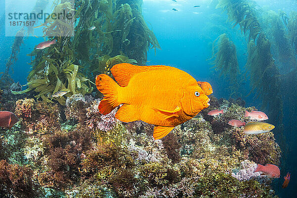 Der männliche Garibaldi (Hypsypops rubicundus) ist sehr territorial und hier in einem Wald aus Riesentang (Macrocystis pyrifera) abgebildet; Catalina Island  Kalifornien  Vereinigte Staaten von Amerika