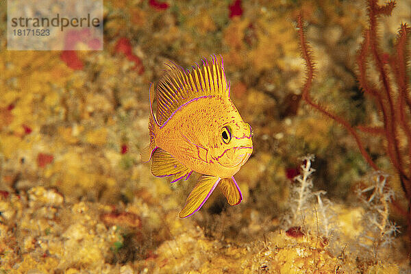 Dieser endemische Tiefsee-Anthias (Odontanthias fuscipinnis) wurde zum ersten Mal mit Tauchbooten entdeckt. Bis heute hatten nur eine Handvoll Fotografen die Gelegenheit  diese Art auf Film festzuhalten; Hawaii  Vereinigte Staaten von Amerika