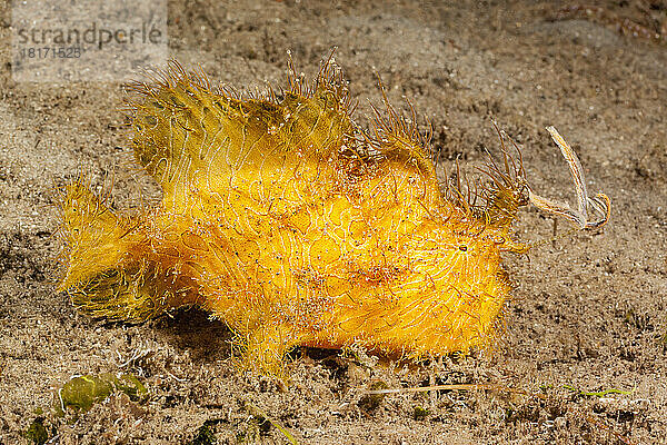 Der gestreifte Anglerfisch (Antennarius striatus) hat eine bemerkenswerte Anpassung in Form von haarigen Hautanhangsgebilden entwickelt  die es ihm ermöglichen  sich mit fadenförmigen Algen zu vermischen  in denen er lebt. Diese Art ist auch unter dem Namen Haariger Anglerfisch bekannt; Dumaguete  Negros Island  Philippinen