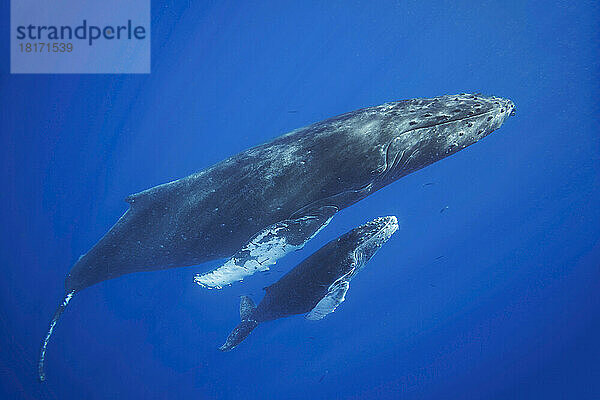 Mutter und Kalb eines Buckelwals (Megaptera novaeangliae) vor der Insel Maui  Hawaii  USA; Hawaii  Vereinigte Staaten von Amerika