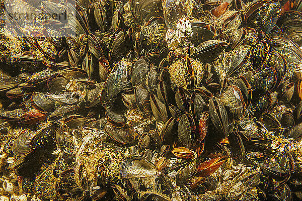Eine Unterwasseraufnahme eines Klumpens von Pazifischen Miesmuscheln (Mytilus trossulus) beim Fressen. Andere Namen sind Miesmuschel  Närrische Muschel  Essbare Muschel und Gewöhnliche Miesmuschel; British Columbia  Kanada
