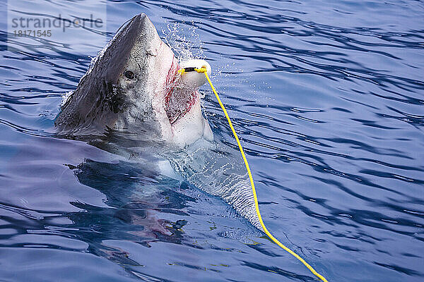 Dieser Weiße Hai (Carcharodon carcharias) wurde bei einem Käfigtauchgang vor der Insel Guadalupe  Mexiko  fotografiert  als er einen Köder biss.