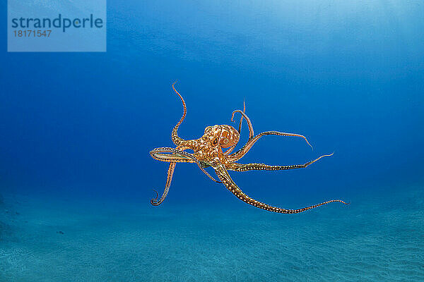 Der Tagkrake (Octopus cyanea) ist auch als großer blauer Krake bekannt. Er kommt sowohl im Pazifik als auch im Indischen Ozean vor  von Hawaii bis zur Ostküste Afrikas; Hawaii  Vereinigte Staaten von Amerika