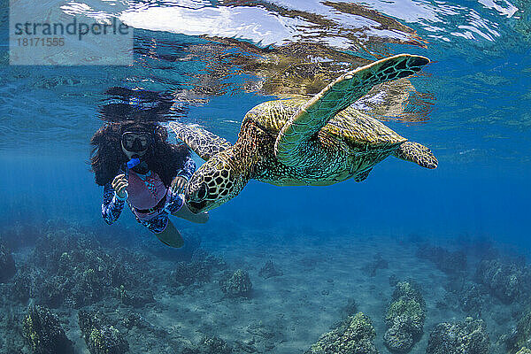 Eine vom Aussterben bedrohte Art  die Grüne Meeresschildkröte (Chelonia mydas)  ist ein häufiger Anblick auf den Hawaii-Inseln; Hawaii  Vereinigte Staaten von Amerika