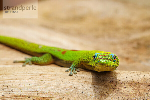 Goldstaub-Taggecko (Phelsuma laticauda) auf einem getrockneten Bananenblatt; Hawaii  Vereinigte Staaten von Amerika