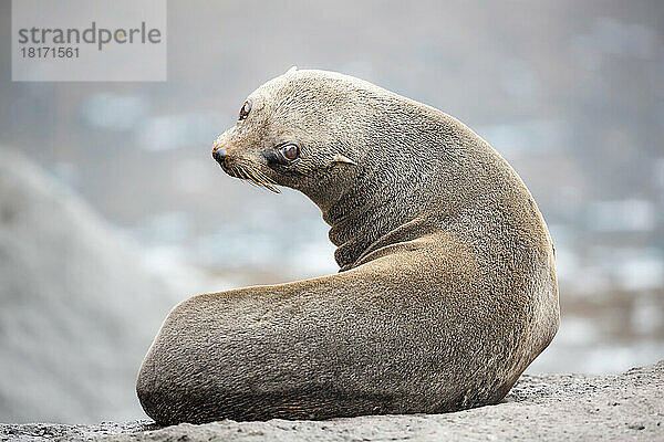 Diese junge Guadalupe-Pelzrobbe (Arctocephalus townsendi) an einem Strand; Guadalupe-Insel  Mexiko