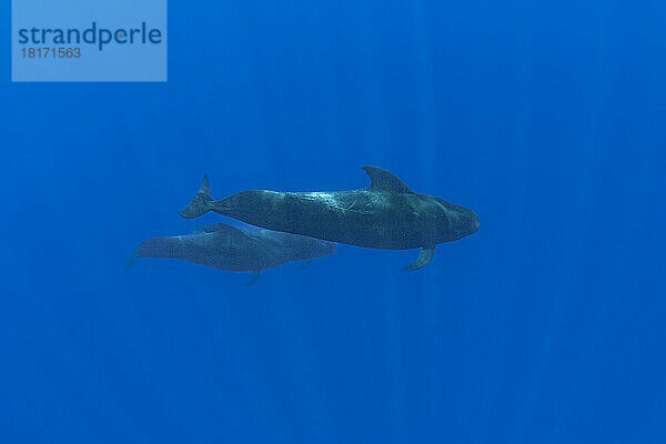 Diese Kurzflossen-Grindwale (Globicephala macrorhynchus) wurden vor der Küste von Kona  Hawaii  fotografiert. Grindwale tauchen tagsüber Tausende von Metern auf der Suche nach Kopffüßern; Hawaii  Vereinigte Staaten von Amerika