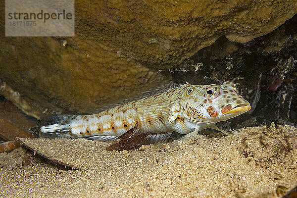 Weiblicher Gitter-Sandbarsch (Parapercis clathrata)  diese Art wird manchmal auch als Fleckenmakrele bezeichnet und ist häufig auf Sand  Geröll oder felsigen Substraten in Tiefen von 10 bis 150 Fuß anzutreffen; Yap  Föderierte Staaten von Mikronesien