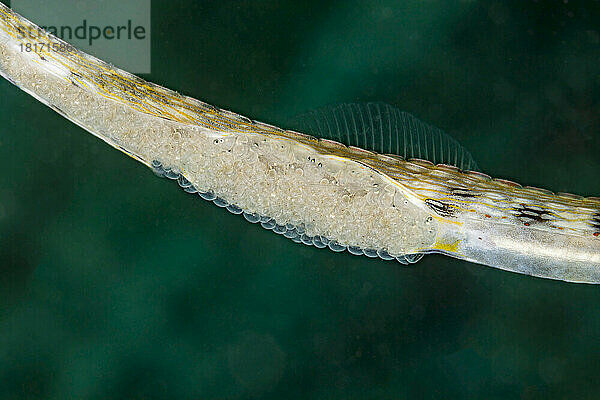 Dieses Männchen des Gelben Gekritzelten Pfeifenfisches (Corythoichthys sp.) hält die Eier eines Weibchens auf seiner Unterseite. Dies ist eine unbenannte Art  die mit C. haematopterus und/oder C. flavofasciatus verwechselt wurde; Yap  Föderierte Staaten von Mikronesien