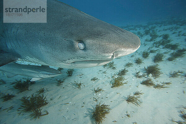 Wenn ein Hai zubeißt  legt sich eine Schutzhülle über sein Auge  die so genannte Nickhaut. Dieser Tigerhai (Galeocerdo cuvier) demonstriert dieses Merkmal in den Bahamas  Atlantik; Bahamas