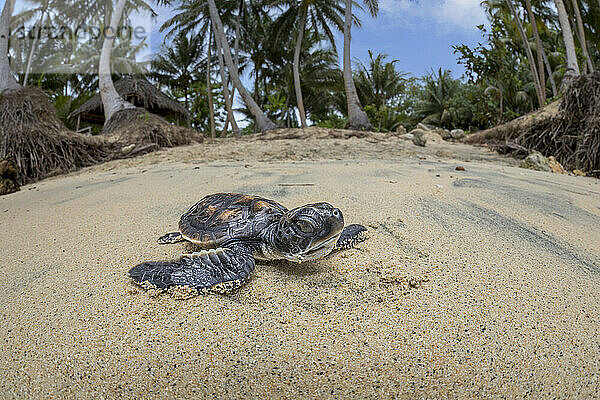 Das frisch geschlüpfte Baby der vom Aussterben bedrohten Grünen Meeresschildkröte (Chelonia mydas) macht sich auf den Weg über den Strand ins Meer vor der Insel Yap  Mikronesien; Yap  Föderierte Staaten von Mikronesien