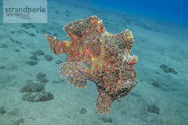 Commerson's Anglerfisch (Antennarius commersoni) ist das größte Mitglied dieser Familie; Hawaii  Vereinigte Staaten von Amerika