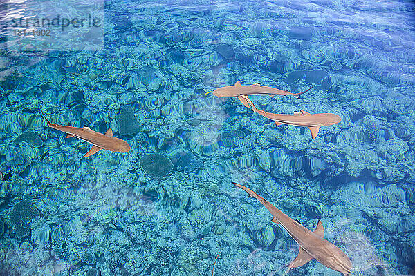Schwarzspitzen-Riffhaie (Carcharhinus melanopterus) gleiten an einem flachen  ruhigen Tag über den als Vertigo bekannten Tauchplatz vor der Insel Yap  Mikronesien; Yap  Föderierte Staaten von Mikronesien