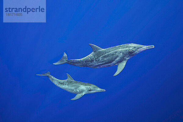 Der Rauzahndelfin (Steno bredanensis) kommt nur selten in Küstennähe vor  mit Ausnahme von tropischen Gebieten  die steil in die Tiefe des offenen Ozeans abfallen  wie z. B. vor der Big Island von Hawaii  wo der Fotograf dieses Bild aufgenommen hat; Hawaii  Vereinigte Staaten von Amerika