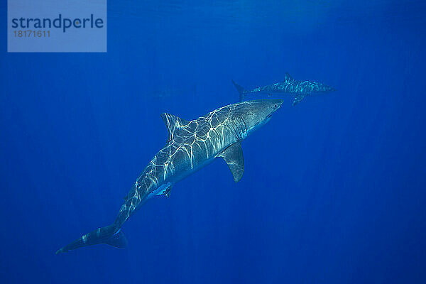 Diese Weißen Haie (Carcharodon carcharias) wurden vor der Insel Guadalupe in Mexiko fotografiert; Guadalupe Island  Mexiko