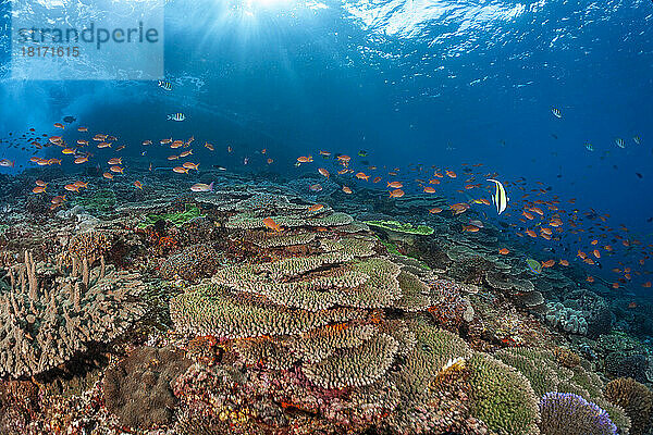Hartkorallen zusammen mit Anthias-Schwärmen und verschiedenen Rifffischen dominieren diese Unterwasserszene im Pazifischen Ozean  Crystal Bay; Nusa Penida  Insel Bali  Indonesien
