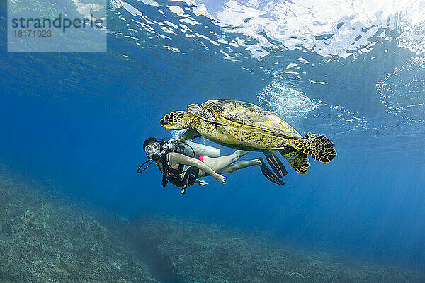 Taucher mit einer bedrohten Art  der Grünen Meeresschildkröte (Chelonia mydas); Hawaii  Vereinigte Staaten von Amerika