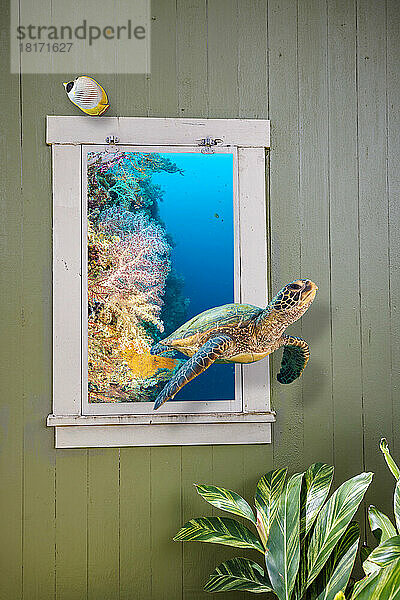 Künstlerisches Fantasiebild einer grünen Meeresschildkröte  Chelonia mydas  die aus dem Fenster eines rustikalen Landhauses schwimmt; Kunstwerk