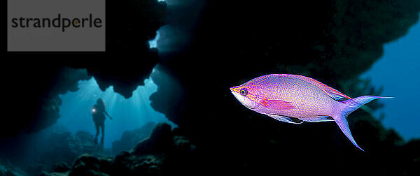 Taucher  der in eine Felsspalte in der Yap-Höhle eindringt  und das männliche Endstadium der Purpur-Königin-Anthias (Pseudanthias pascalus)  die manchmal auch als Amethyst-Anthias bezeichnet wird; Yap  Föderierte Staaten von Mikronesien