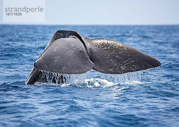 Der Pottwal (Physeter macrocephalus) ist der größte aller Zahnwale. Männchen können bis zu 60 Fuß lang werden. Fotografiert im Indischen Ozean vor Sri Lanka; Sri Lanka