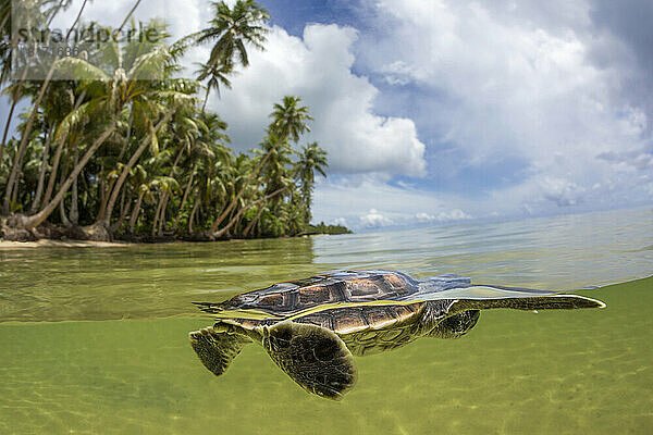 Teilansicht einer frisch geschlüpften Grünen Meeresschildkröte (Chelonia mydas)  einer vom Aussterben bedrohten Art  die gerade vor der Insel Yap  Mikronesien  ins Meer eintaucht; Yap  Föderierte Staaten von Mikronesien