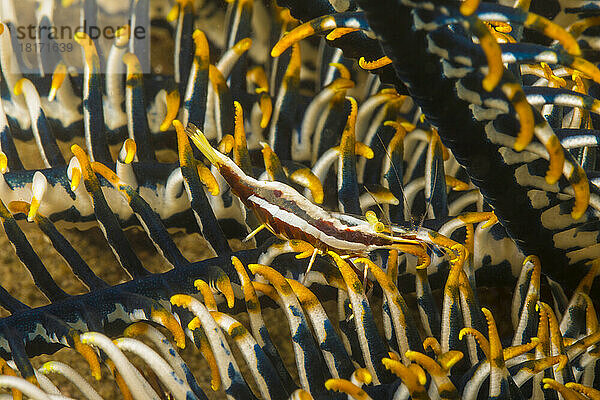 Kommensale Garnele einer Seelilie (Periclimenes cornutus) auf einer Seelilie  Philippinen. Diese winzigen Krebstiere leben als Kommensalen auf Seelilien oder Federsternen und übernehmen ihre Farbe von ihrem Wirt; Philippinen