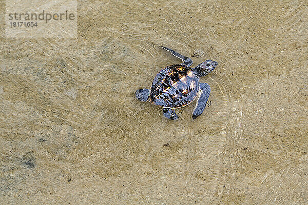 Frisch geschlüpftes Baby der Grünen Meeresschildkröte (Chelonia mydas)  einer gefährdeten Art  verlässt den Strand und taucht in den Ozean vor der Insel Yap  Mikronesien; Yap  Föderierte Staaten von Mikronesien