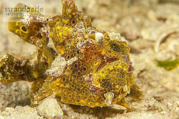 Gefärbter Anglerfisch (Antennarius pictus) vor der Insel Sipidan  Malaysia; Sipidan  Malaysia