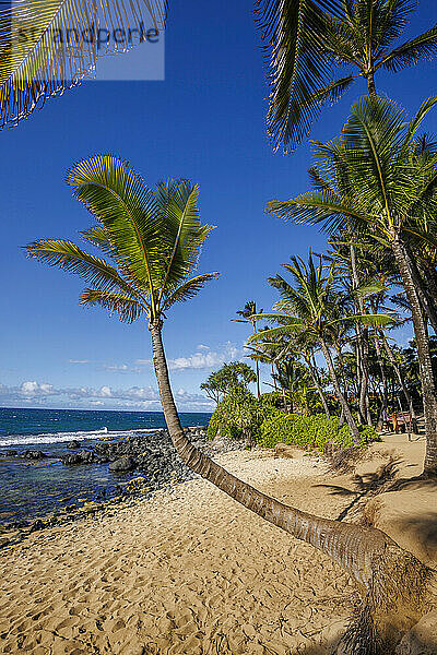 Strand und Palmen an der Ku'au Cove  Paia  Maui  Hawaii. Hier befindet sich das berühmte Fish House Restaurant; Paia  Maui  Hawaii  Vereinigte Staaten von Amerika