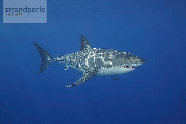 Dieser Weiße Hai (Carcharodon carcharias) wurde vor der Insel Guadalupe  Mexiko  fotografiert; Guadalupe Island  Mexiko