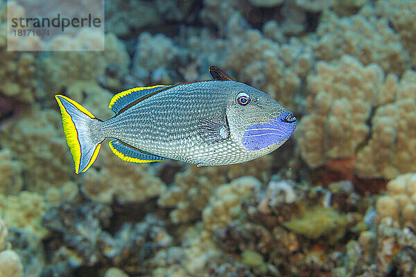 Männlicher Gold-Drückerfisch (Xanthichthys Auromarginatus); Hawaii  Vereinigte Staaten von Amerika