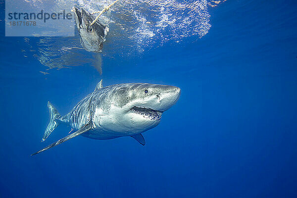 Der Kopf eines Wahoo wird benutzt  um diesen Weißen Hai (Carcharodon carcharias) anzulocken  fotografiert vor der Insel Guadalupe  Mexiko; Insel Guadalupe  Mexiko