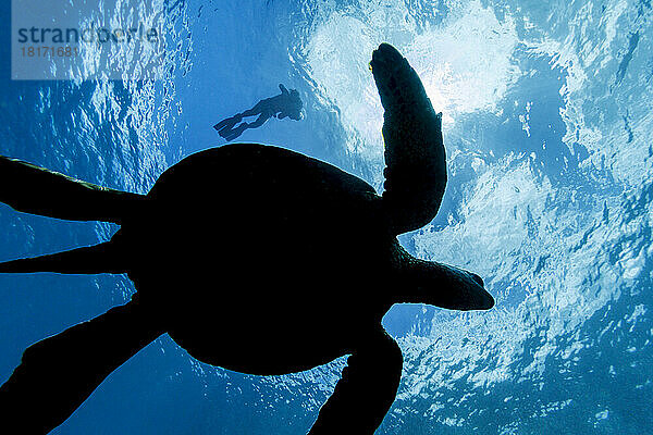 Silhouette einer Grünen Meeresschildkröte (Chelonia mydas)  einer vom Aussterben bedrohten Art  mit einem Schnorchler an der Wasseroberfläche; Hawaii  Vereinigte Staaten von Amerika