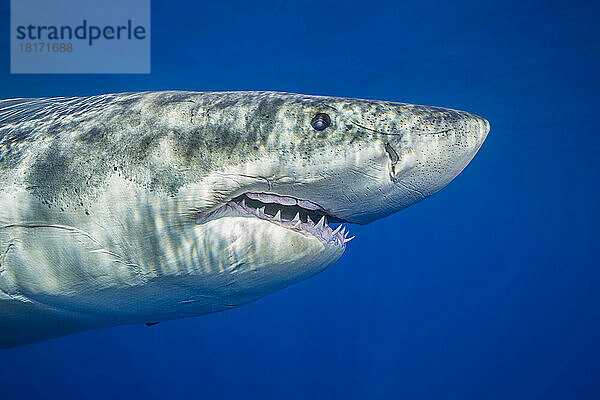 Dieser Weiße Hai (Carcharodon carcharias) wurde vor der Insel Guadalupe  Mexiko  fotografiert; Guadalupe Island  Mexiko