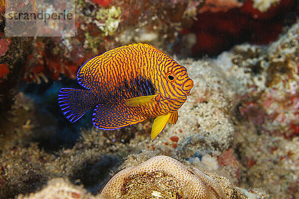 Der Potter-Kaiserfisch (Centropyge potteri) kommt nur auf Hawaii vor  wo er der häufigste Vertreter dieser Familie ist; Hawaii  Vereinigte Staaten von Amerika