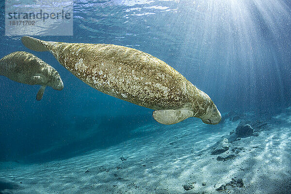 Gefährdete Florida-Seekuh (Trichechus manatus latirostris) an der Three Sisters Spring in Crystal River  Florida  USA. Die Florida-Seekuh ist eine Unterart der Westindischen Seekuh; Florida  Vereinigte Staaten von Amerika