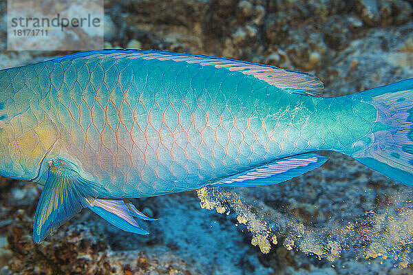 Die Endphase eines supermännlichen Ember-Papageienfisches (Scarus rubroviolaceus) beim Stuhlgang über einem Riff vor der Insel Maui  Hawaii. Papageienfische fressen Korallen  und wenn die Korallen am anderen Ende wieder herauskommen  erhalten wir glatte weiße Sandkörner. Ein großer Papageienfisch wie dieser kann bis zu 800 Pfund Partikel pro Jahr zerkleinern und weitergeben; Hawaii  Vereinigte Staaten von Amerika