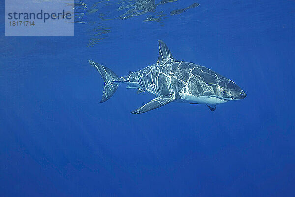 Dieser Weiße Hai (Carcharodon carcharias) wurde vor der Insel Guadalupe  Mexiko  fotografiert; Guadalupe Island  Mexiko