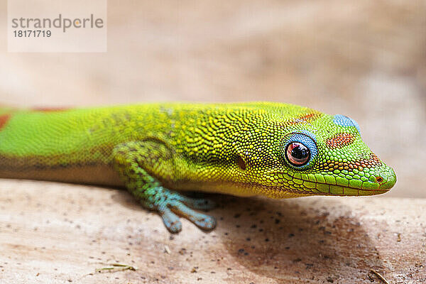 Nahansicht des Kopfes eines Goldstaub-Taggeckos (Phelsuma laticauda); Hawaii  Vereinigte Staaten von Amerika