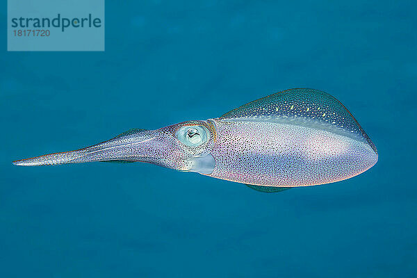 Der Karibische Riffkalmar (Sepioteuthis sepioidea) wird häufig in flachen küstennahen Gewässern der Karibik beobachtet; Bonaire  Niederlande