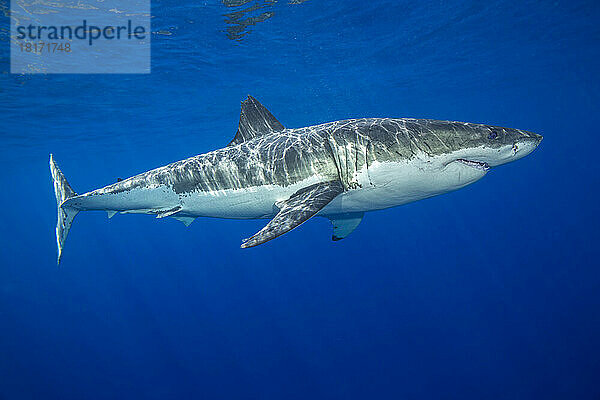 Dieser Weiße Hai (Carcharodon carcharias) wurde vor der Insel Guadalupe  Mexiko  fotografiert; Guadalupe Island  Mexiko