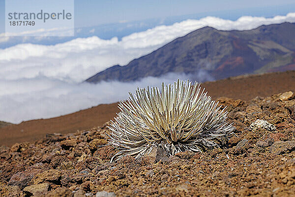 Eine seltene Silberschwertpflanze (Argyroxiphium sandwicense macrocephalum) auf dem 10.000 Meter hohen Gipfel des Haleakala  Haleakala National Park  Mauis ruhender Vulkan  Hawaii; Maui  Hawaii  Vereinigte Staaten von Amerika