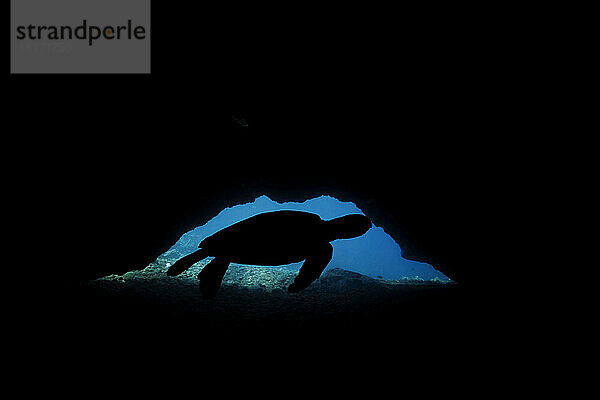 Die Silhouette einer Grünen Meeresschildkröte (Chelonia mydas)  einer vom Aussterben bedrohten Art  die tagsüber eine Höhle betritt  in der sie sich niederlässt und ausruht; Maui  Hawaii  Vereinigte Staaten von Amerika