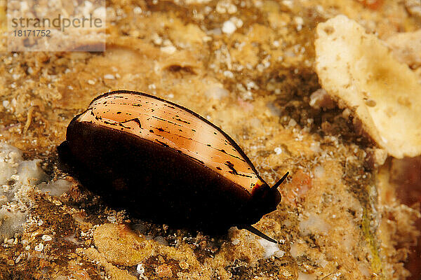 Isabella-Kuhschelle (Cypraea Isabella) mit dem Tier  das die Schale teilweise bedeckt; Hawaii  Vereinigte Staaten von Amerika