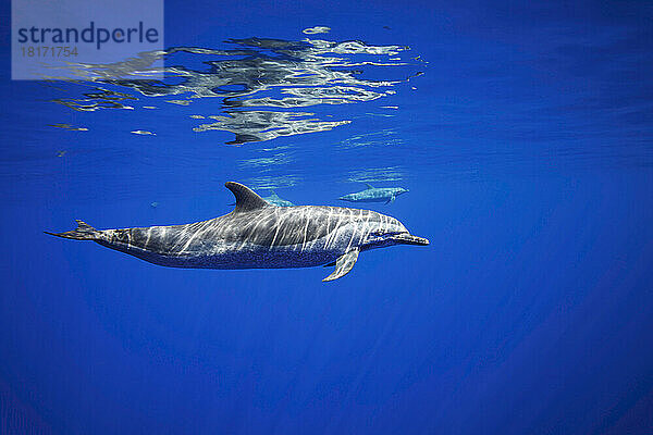 Pantropischer Fleckendelfin (Stenella attenuata) im offenen Ozean und gespiegelt auf der Wasseroberfläche  Hawaii  USA; Hawaii  Vereinigte Staaten von Amerika