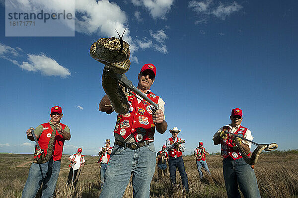 Rattler-Wranglers zeigen von ihnen gesammelte Westliche Diamantrücken (Crotalus atrox); Mangum  Oklahoma  Vereinigte Staaten von Amerika