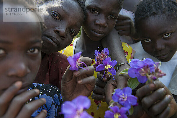 Dutzende von Kindern  die auf dem Mount Gorongosa leben  bringen Sandwichtüten voller Blumen zum Bestimmen mit  Gorongosa National Park  Mosambik; Mosambik