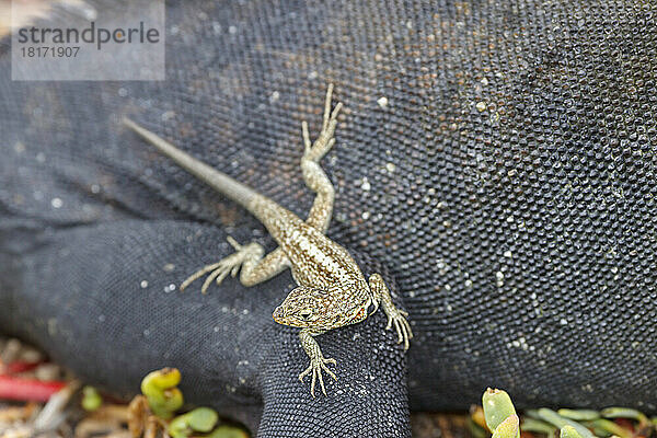 Eine endemische Galapagos-Lavaeidechse (Microlophus albemariensis) auf einem Meeresleguan (Amblyrhynchus cristatus); Galapagos-Inseln  Ecuador